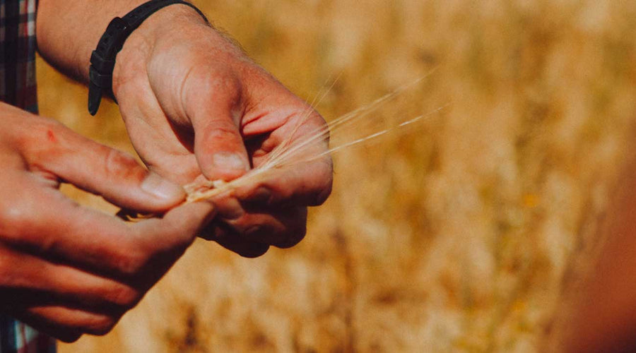 Exploring the Spectrum of Malted Grains: A Brewer's Palette