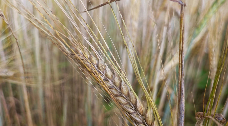 Malting