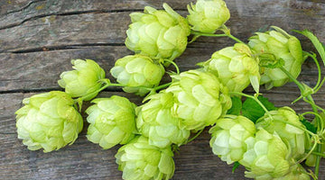 11 Hops Used in Wildcraft Beers