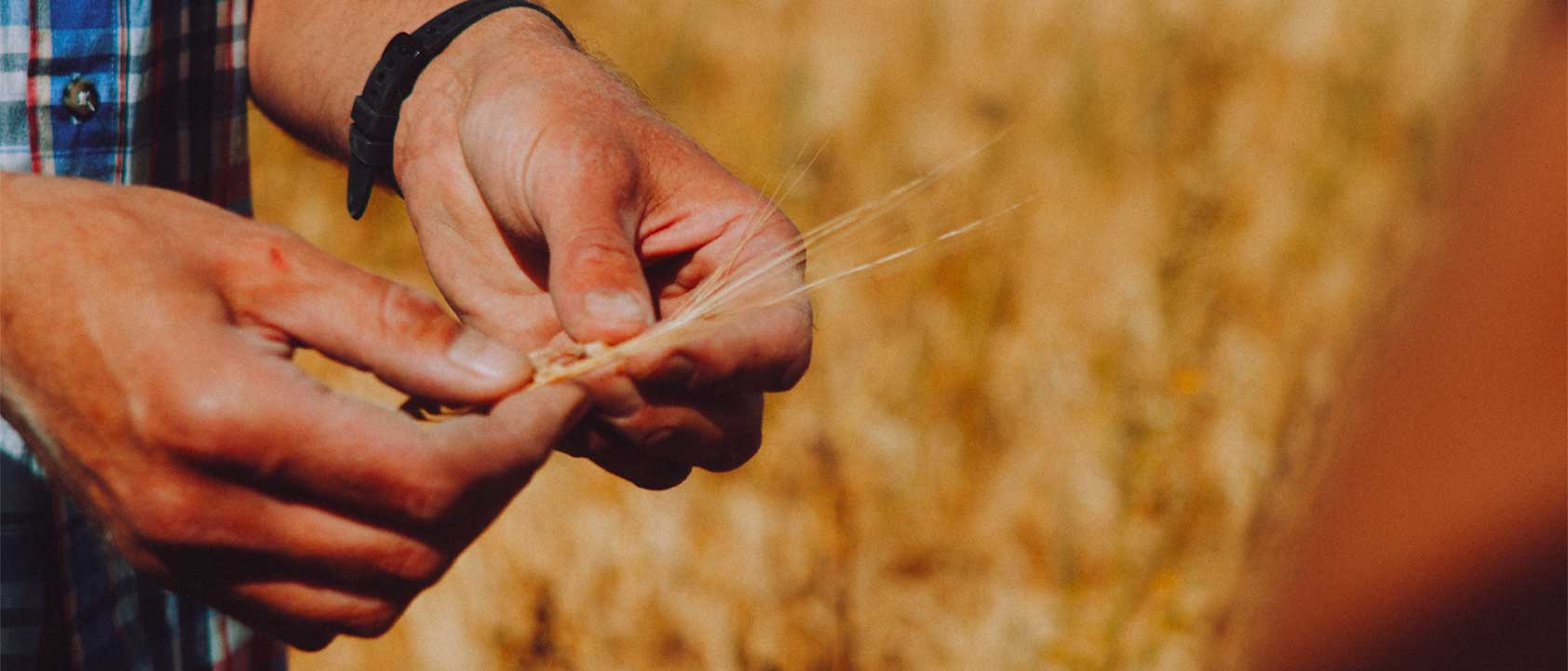 Exploring the Spectrum of Malted Grains: A Brewer's Palette