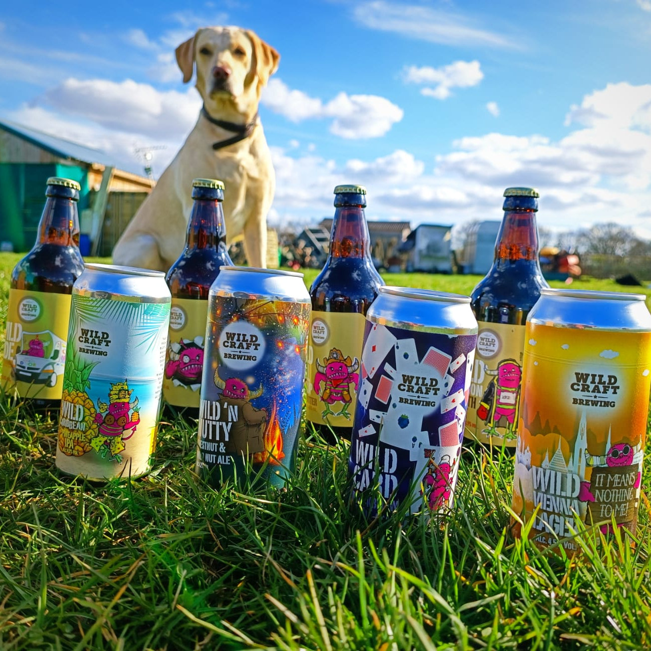 Assorted beer bottles and cans on grass with a dog in the background