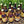 Choose your own pack!